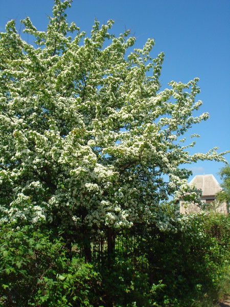 Ольга Уханова