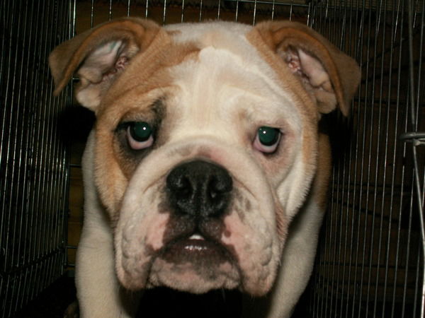 Максим Авдюхин