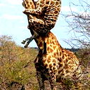 Нурлан Жумагали