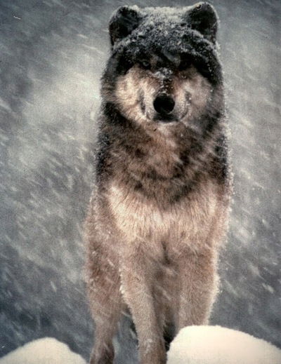 Тимур Якупов