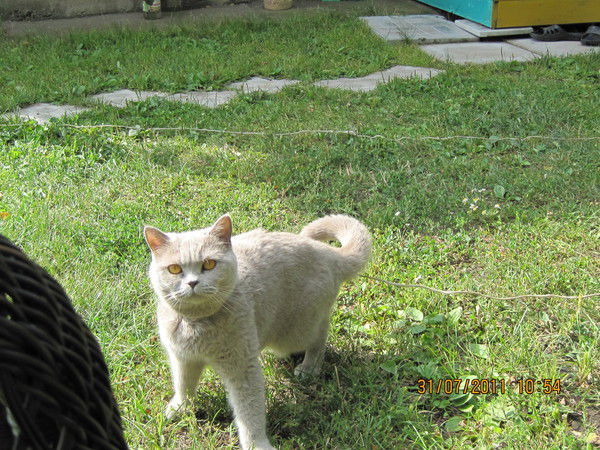 Олеся Николаенко