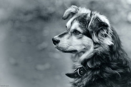 Ирина Киреева