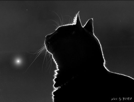 Ирина Шахшаева