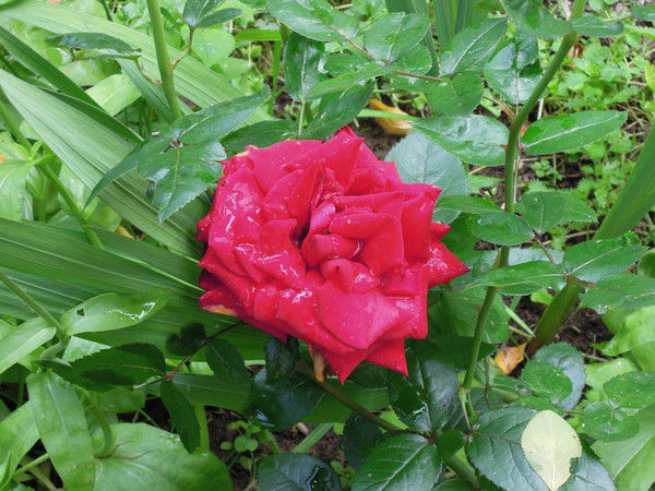 Анна Дмитриева