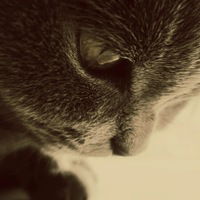 Роберт Котейко