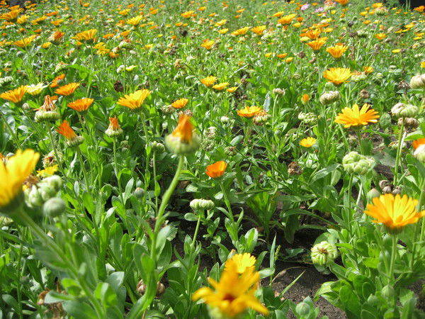 Ляззат Тугельбаева