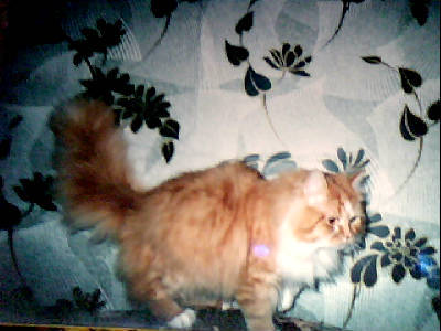 Лариса Паркулаб