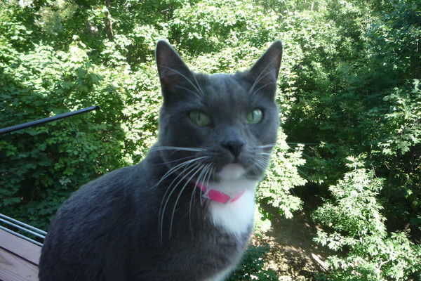 Альбина Гордон