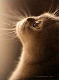 Екатерина Влиско