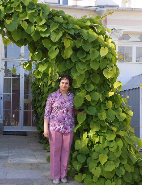 Елена Авакова