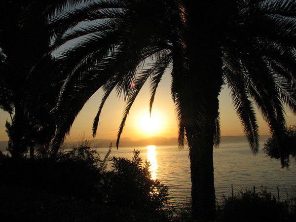 Елена Фирсова