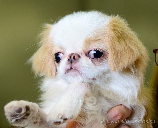 Наталья Кондрашева