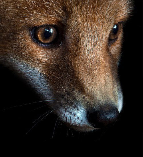 Светлана Ятлук