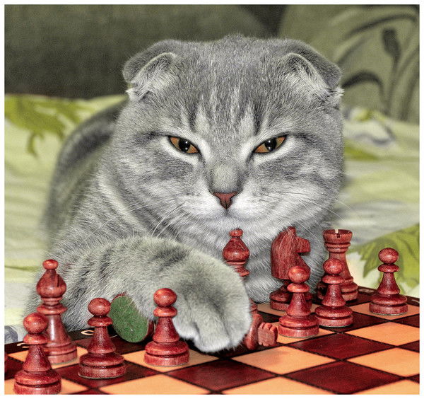 Ринат Салихов