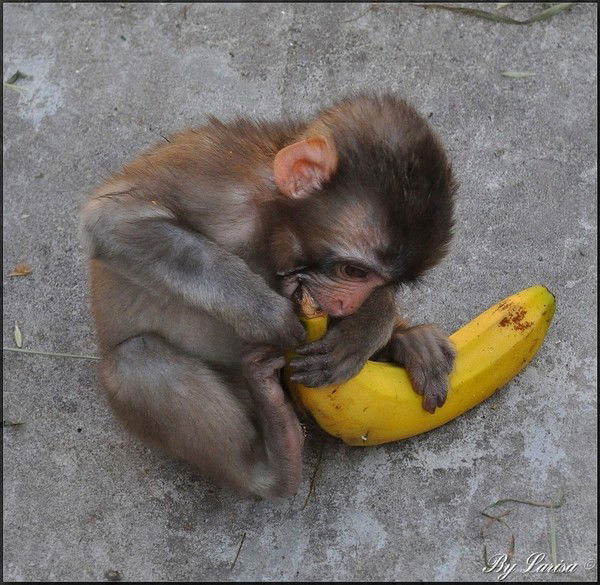 Аав Ава Примат