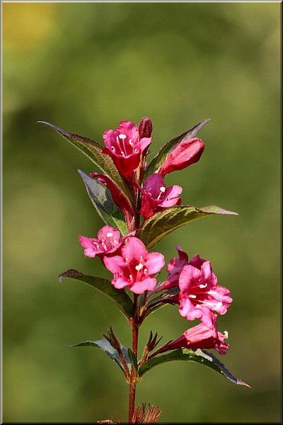 Алия Ермагамбет