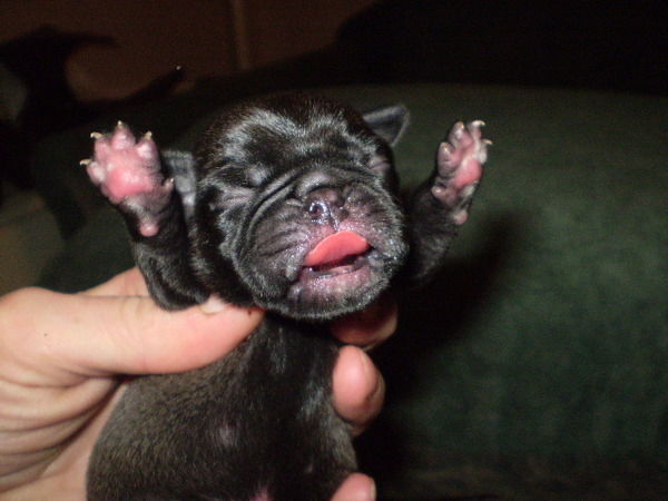 Вальдемар Вальдемаров