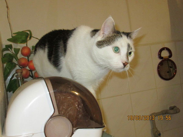 Виктор Ракитин