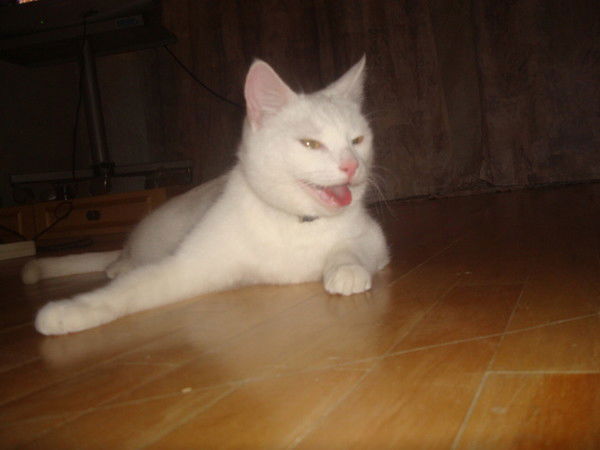 Паша Ковшик