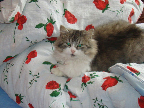 Галинка Боднарюк