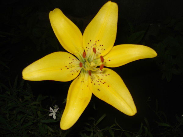 Юля Сероусова