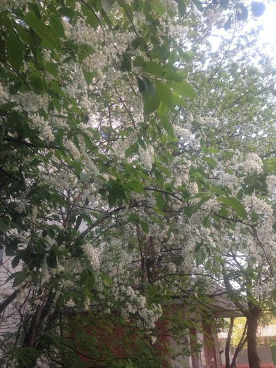 Олеся Мамедова