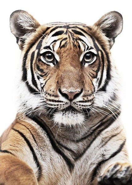 Юлия Семёнова