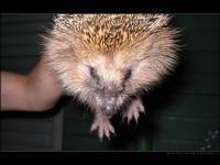 Ёжик Убийца Драконов