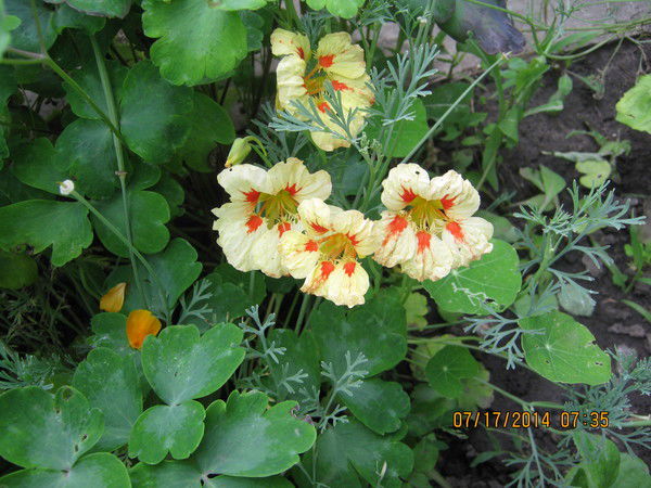 Надежда Ивановна Король