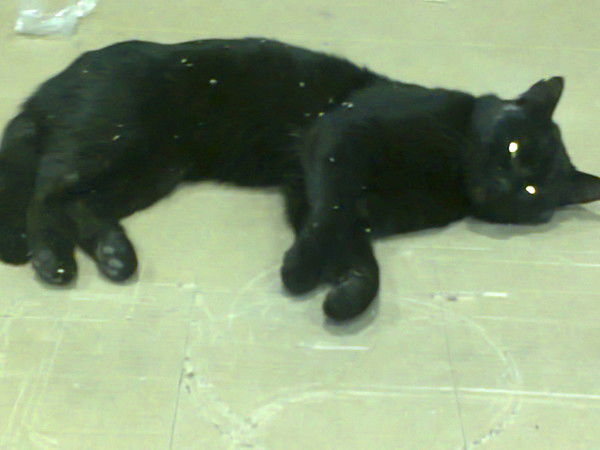 Михаил Антонов