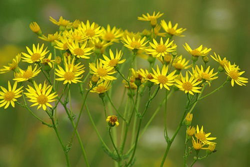 Надежда Марценовская