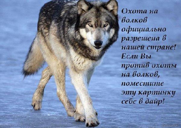 Манас Кочибеков