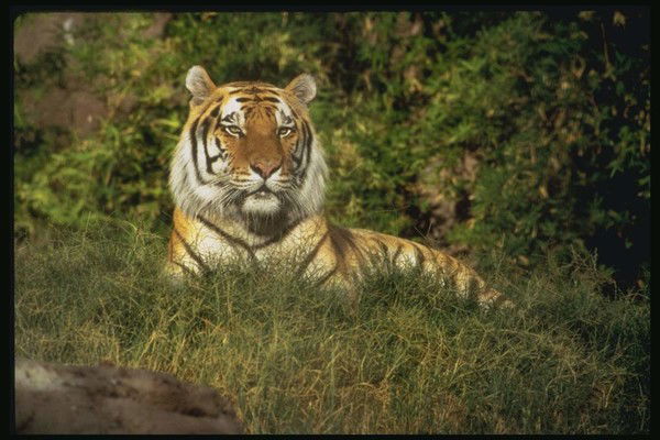 Максим Ильиных