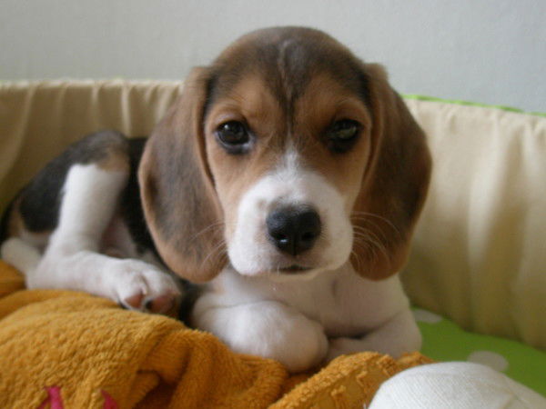 Аня Харченко