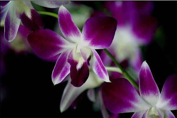 Елена Харченко