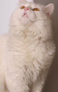 Антон Мархель