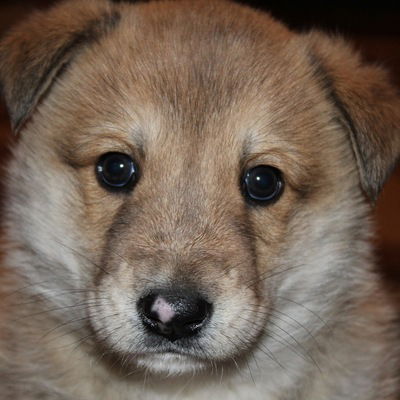 Иришка Кольцова