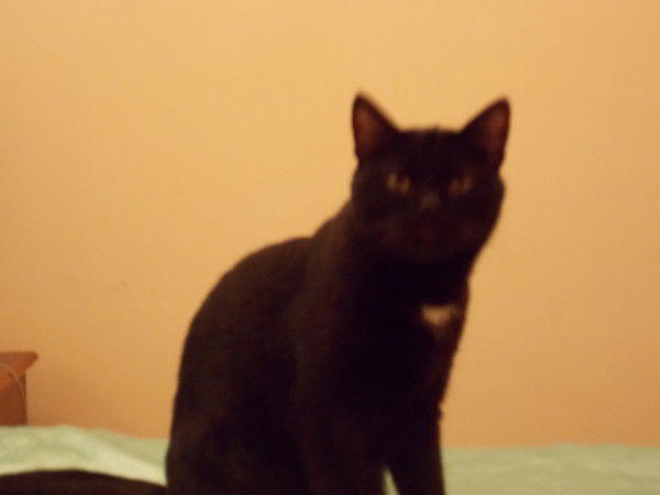 Татьяна Амосова