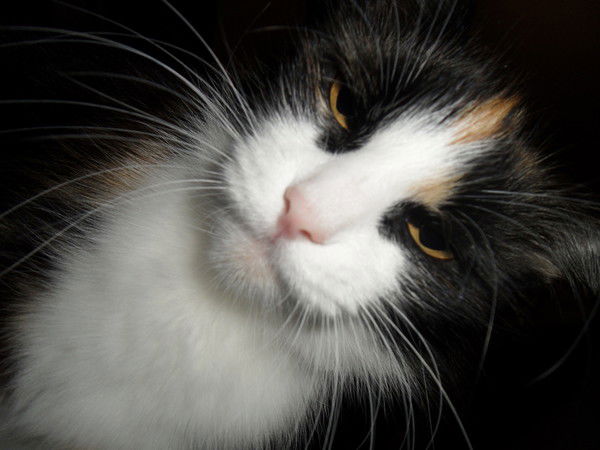 Дмитрий Ярков