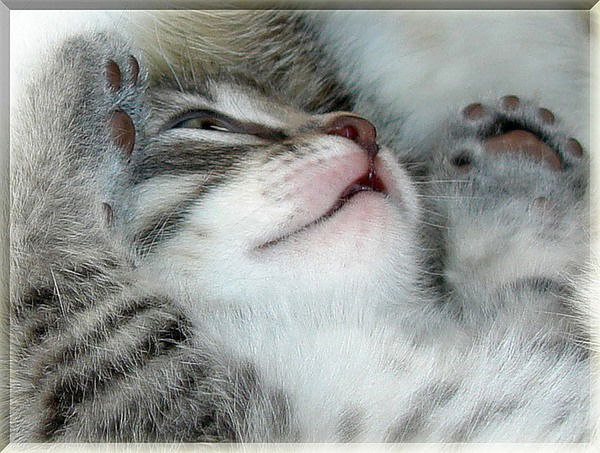 Наталья Бурова