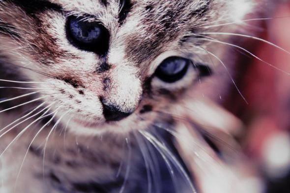 Ирина Бубленко