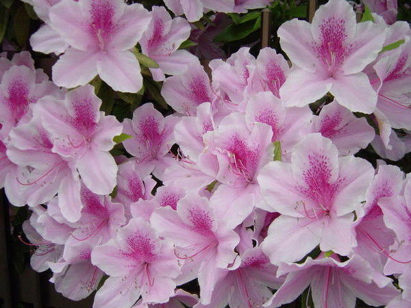 Асель Назарова