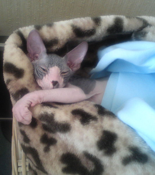 Галина Львова