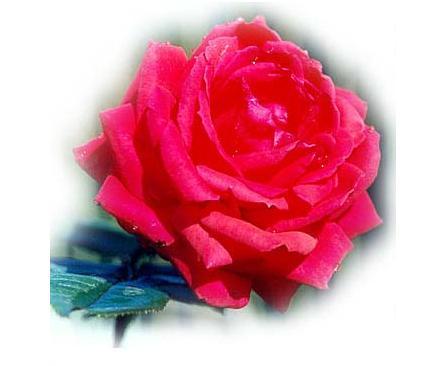 Елена Сарсенбаева