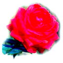 Елена Сарсенбаева