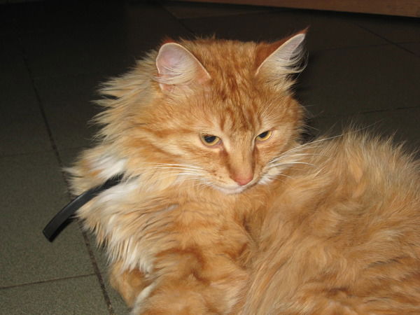 Ольга Никитина