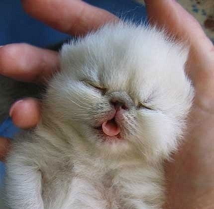 Алина Сейтова