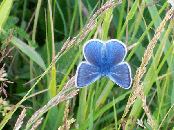 Ольга Бушкова