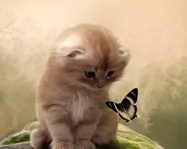 Наталья Тонких