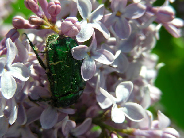 Светлана Мазуркевич